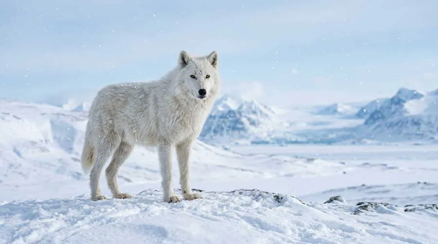 White Wolf Spiritual Meaning in Snowy Landscape