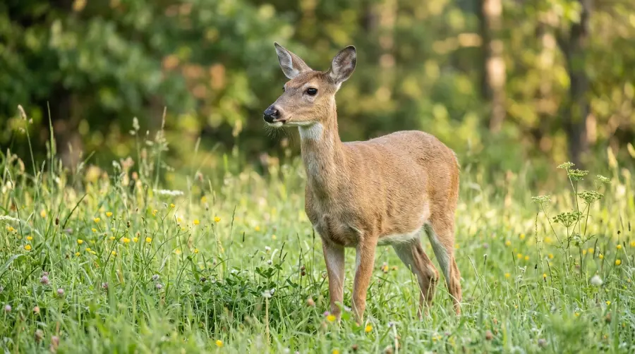 A female doe deer standing in a green meadow