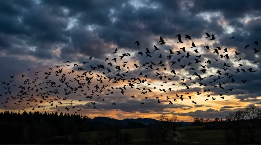A flock of crows flying in a dramatic evening sky