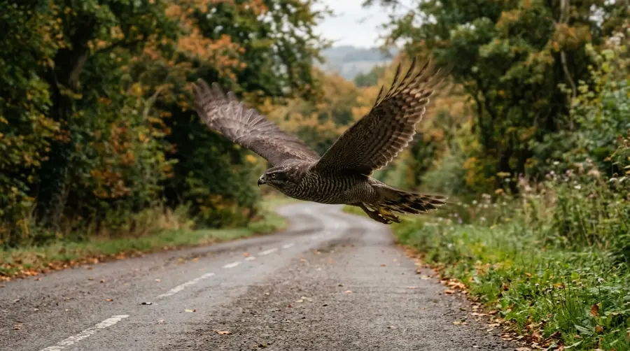 A hawk flying low across a road