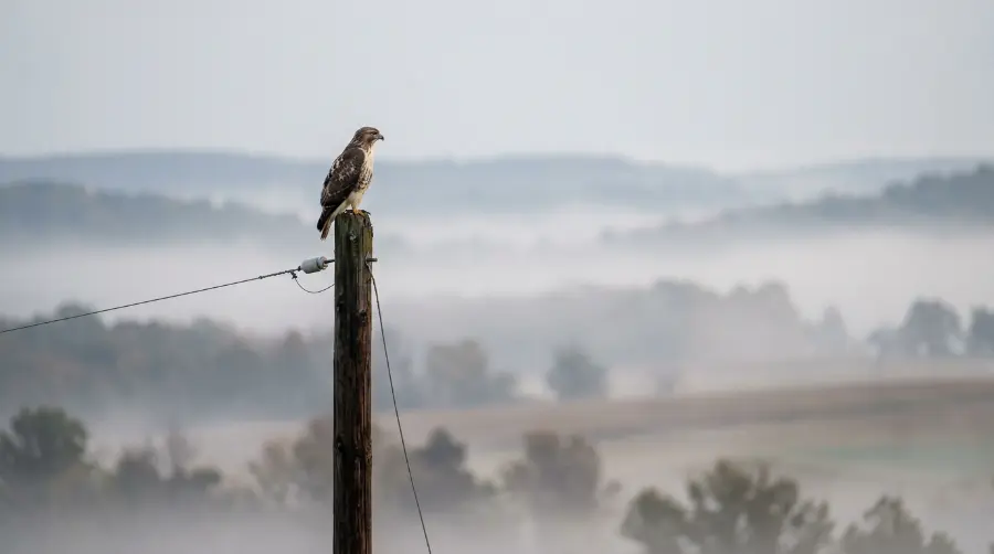A hawk sitting still on a telephone pole, watching and waiting