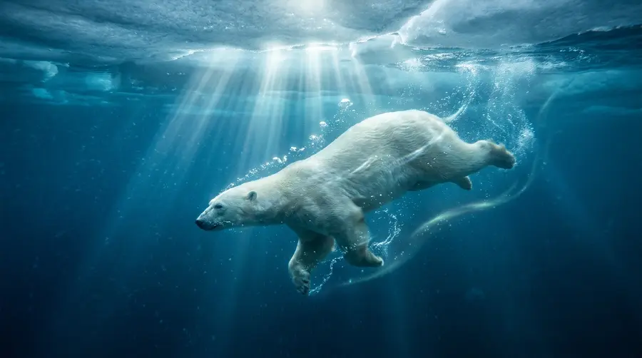 A polar bear swimming through deep icy water