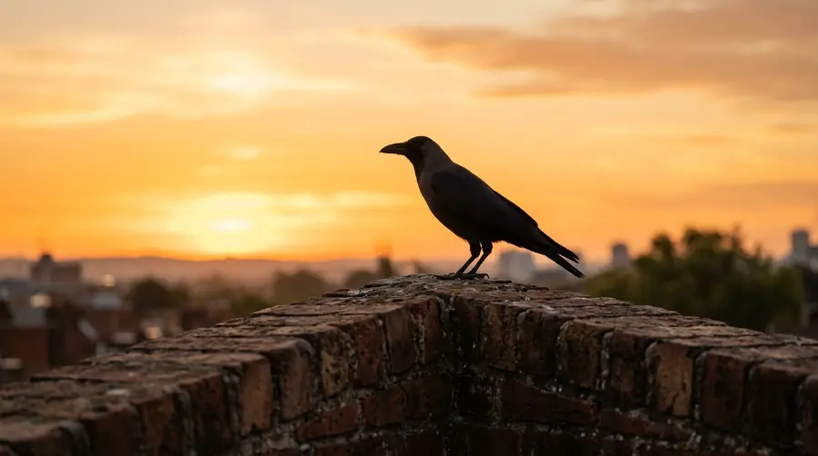A crow silhouetted on a rooftop against a sunrise sky