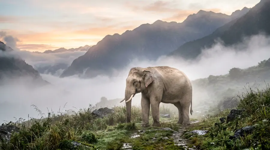 A white elephant on a misty mountain at sunrise