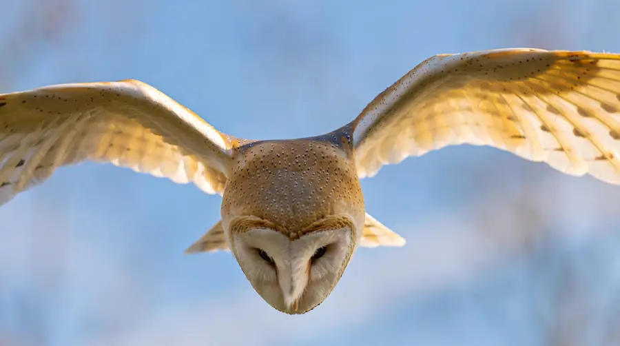 A barn owl in flight in daylight, pale underneath but warm golden-buff above