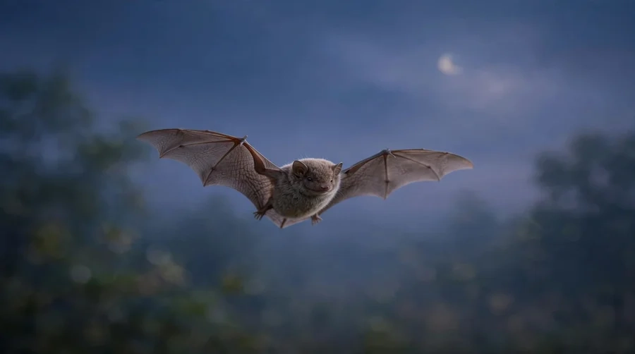 bat flying at twilight
