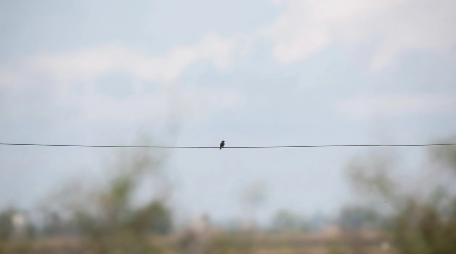 A bird perched on a wire against a pale sky, seen from a distance