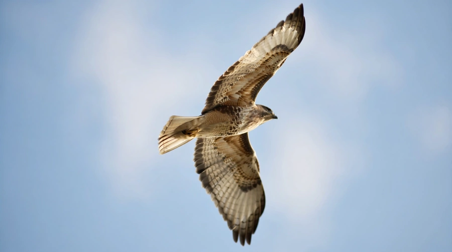 A bird in flight against a clear sky, seen from below