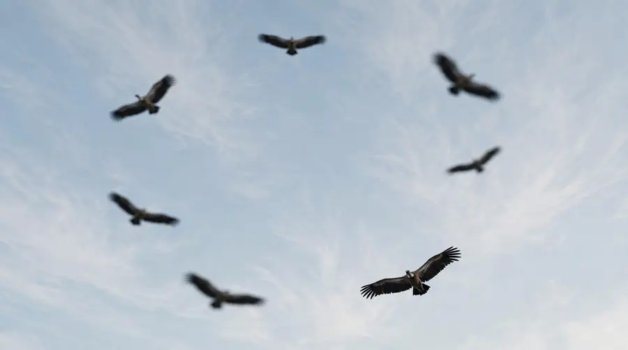 Several birds soaring in a circle high overhead against a pale sky
