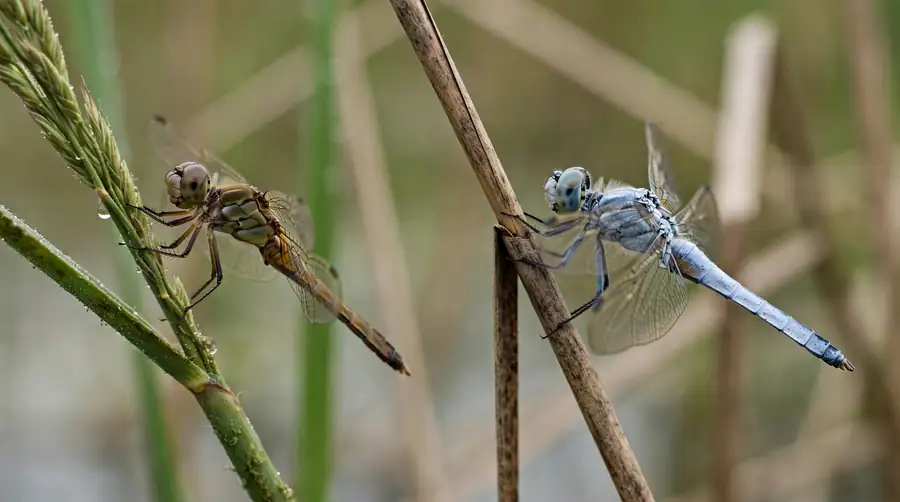 A dull freshly emerged dragonfly beside a mature powder-blue one of the same species