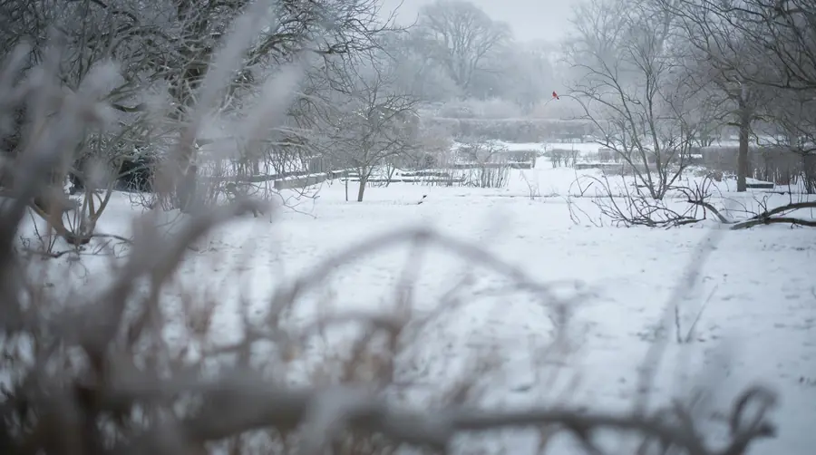 Single red cardinal visible in a wide snowy winter garden