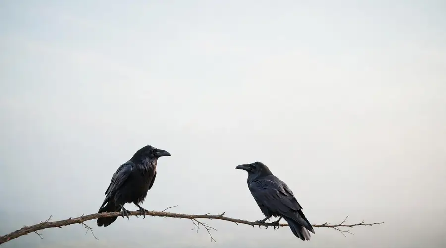 Ravens against an open sky Two ravens perched on a bare branch against a wide empty pale sky.