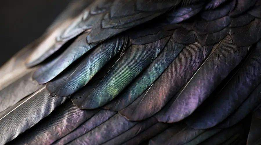 Iridescent black crow feathers in raking light Close-up of crow wing feathers showing blue and purple iridescence in black.