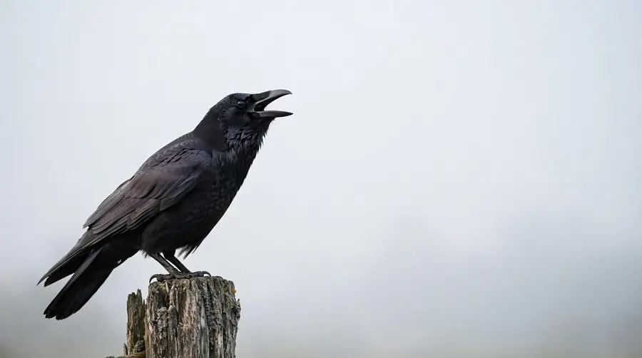 Black crow cawing on a fence post against a pale morning sky