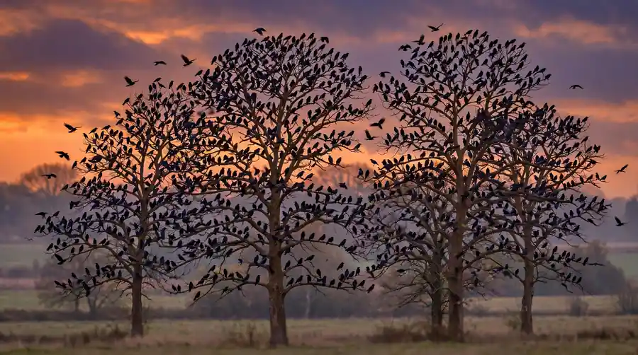 Hundreds of crows gathered in trees at dusk in a communal winter roost