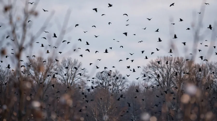 A large scattered flock of crows flying over bare winter trees