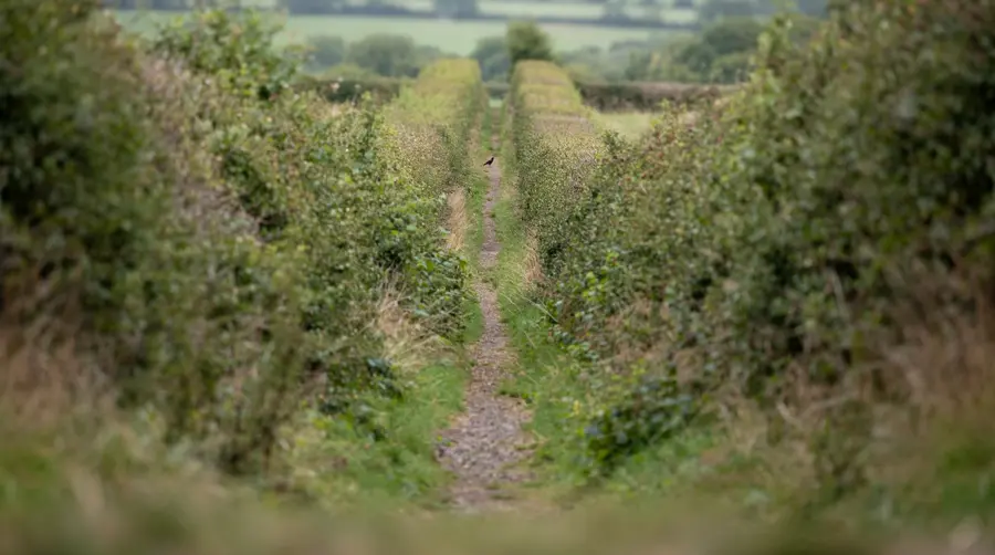 A crow standing on a narrow footpath some distance ahead, seen from a walker's viewpoint
