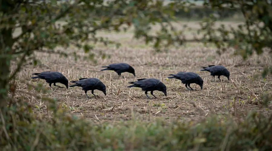 Several crows feeding with heads down on stubble, partly hidden behind a hedge in the foreground