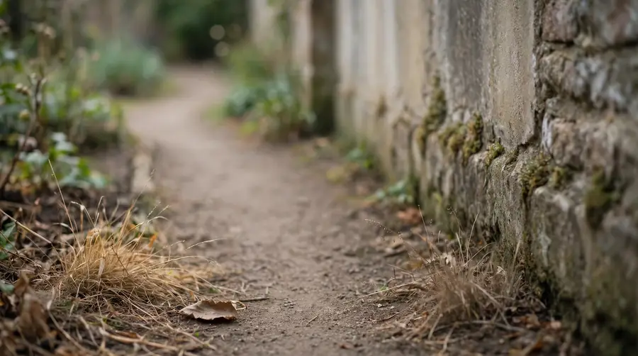 A quiet empty garden path beside a wall in daylight