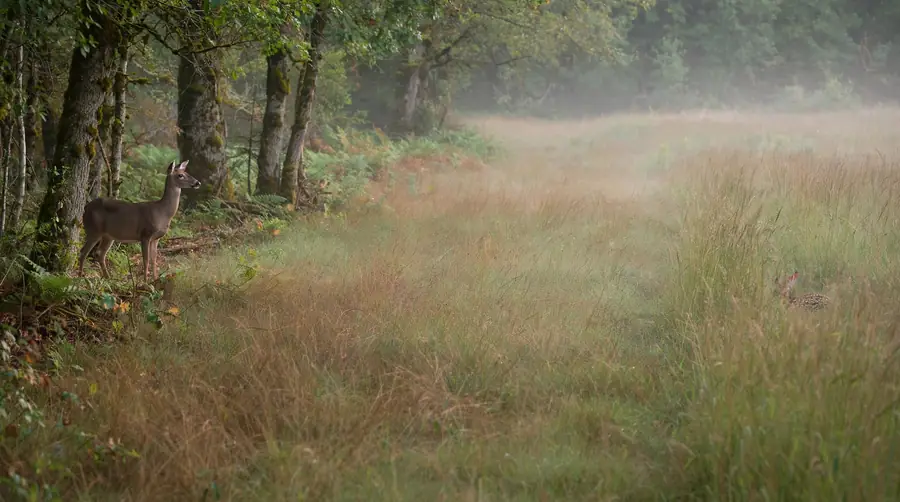 Doe standing alert at a distance from her fawn hidden in long grass