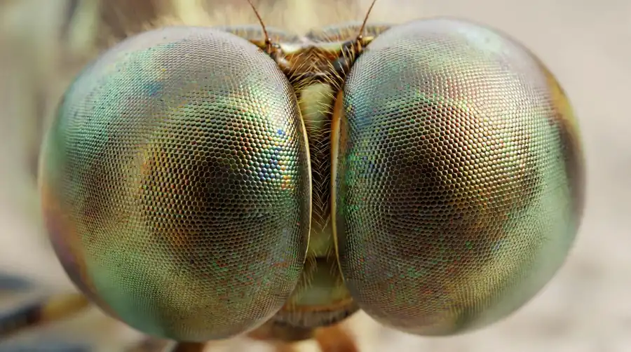 Extreme close-up of a dragonfly's compound eyes showing thousands of facets