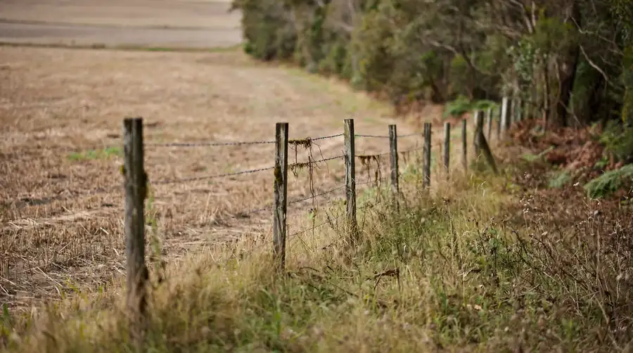 A fence-line edge where cleared farmland meets a strip of woodland, the habitat that favoured coyote expansion