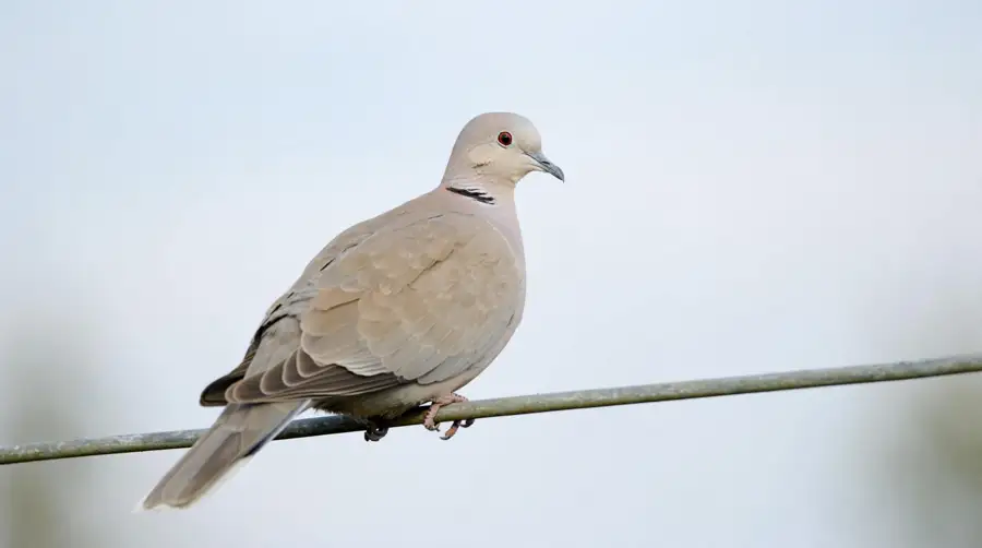 A pale Eurasian collared dove on a wire, its thin black neck collar clearly visible