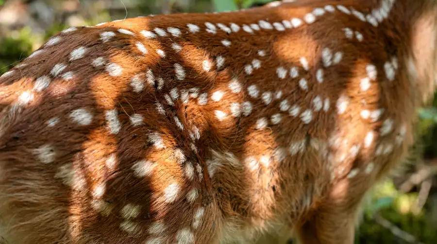 Close-up of a fawn's reddish coat showing rows of white camouflage spots