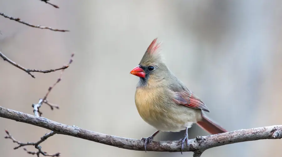 Female cardinal with buff-brown plumage and red edges on a bare branch