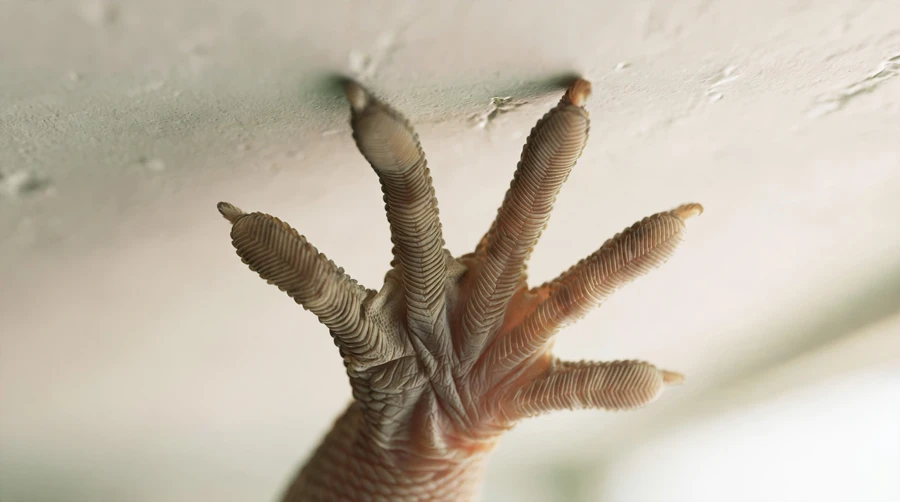 A close view of a gecko's splayed toe pads pressed against a ceiling, the structure that holds it by molecular attraction