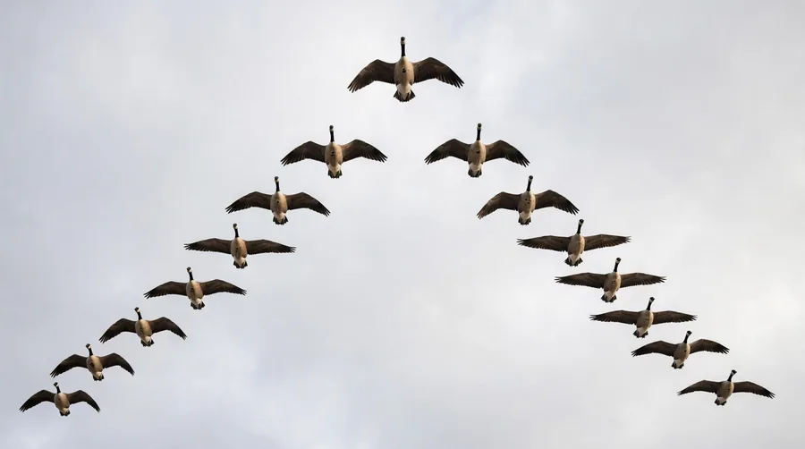 A V formation of geese from below, with the lead bird alone at the point and open sky ahead of it