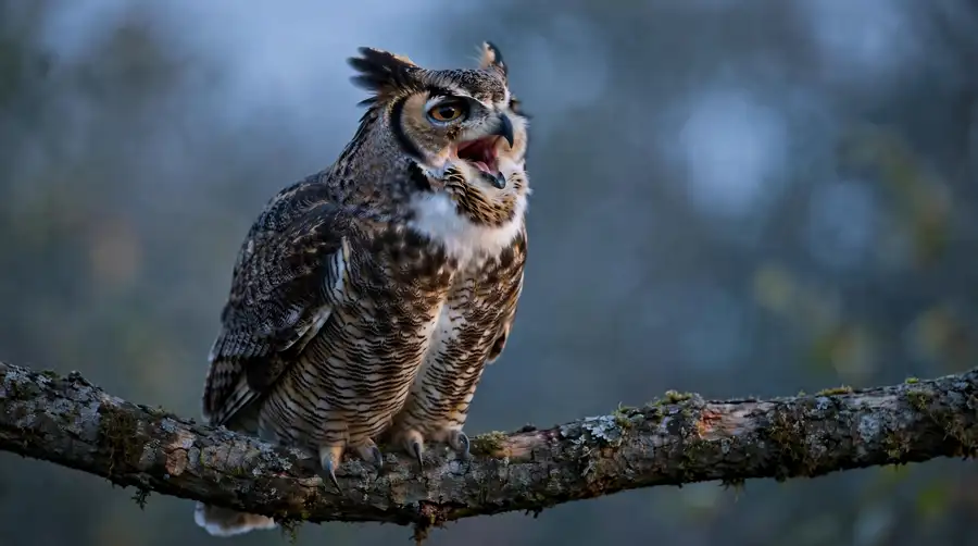 Great horned owl with its throat puffed calling from a branch at dusk
