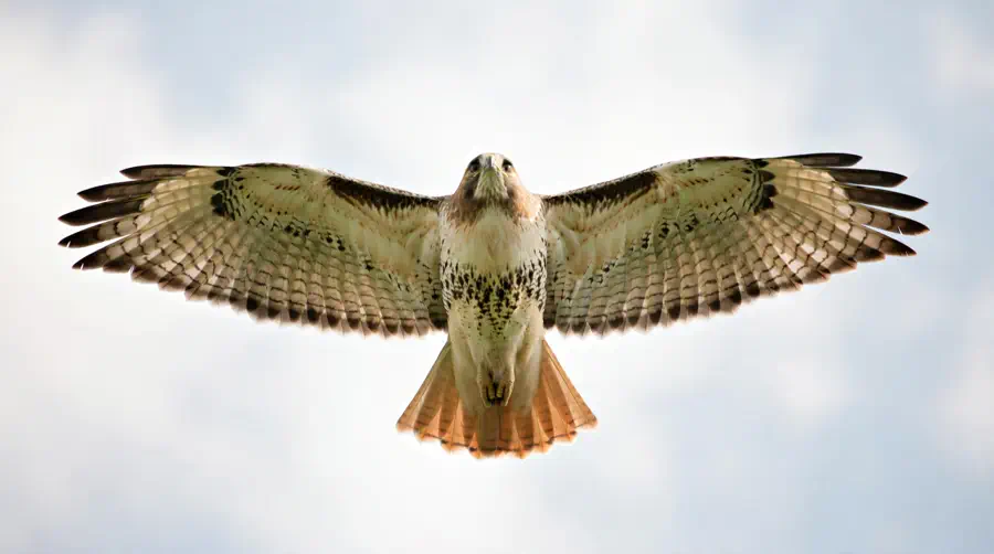Red-tailed hawk seen from below with its wings held flat and level