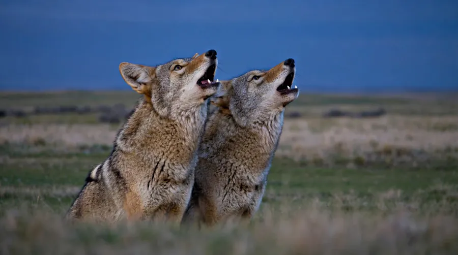 Two coyotes standing together with raised muzzles mid-call at dusk, the pair that often sounds like a whole pack