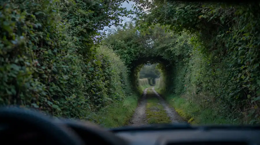 A narrow country lane with tall hedges on both sides, which lift crossing birds above traffic height