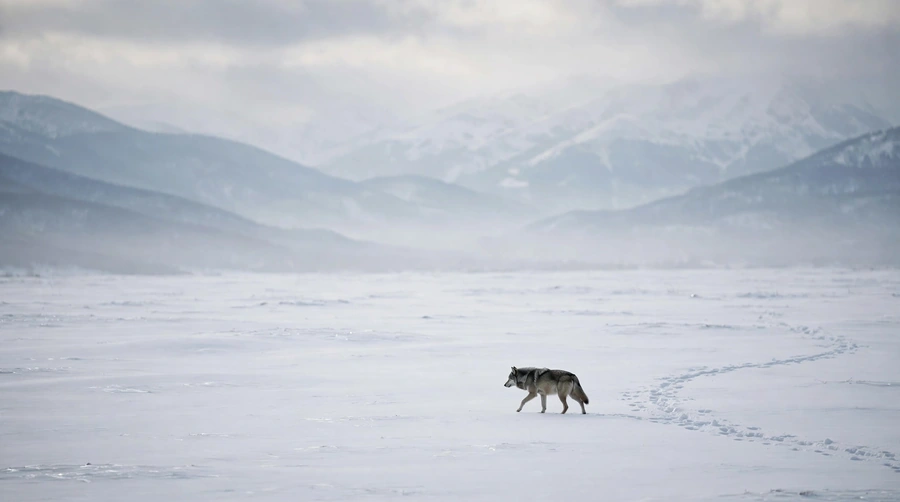 Single wolf crossing a vast empty snowfield with tracks behind it