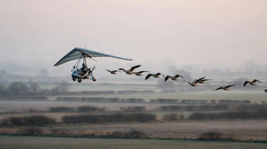 A small microlight aircraft flying low with geese following alongside and behind it