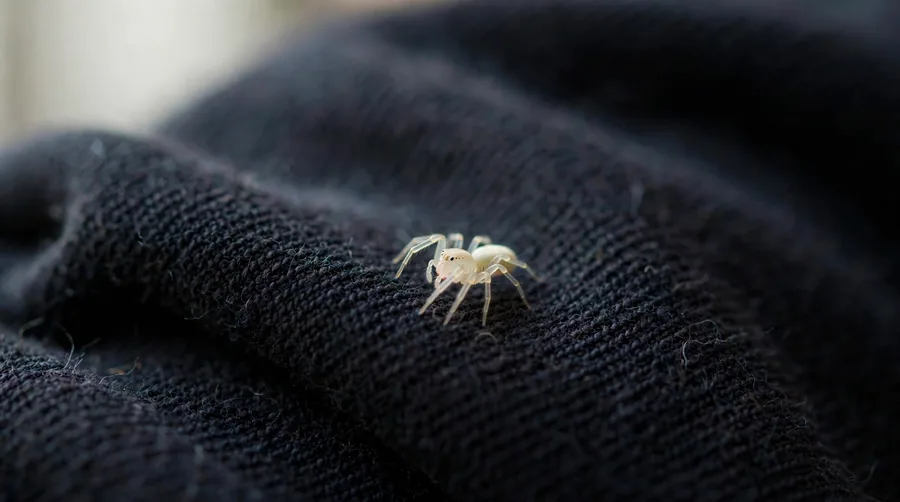 Tiny pale money spider on the fabric of a shirt sleeve.
