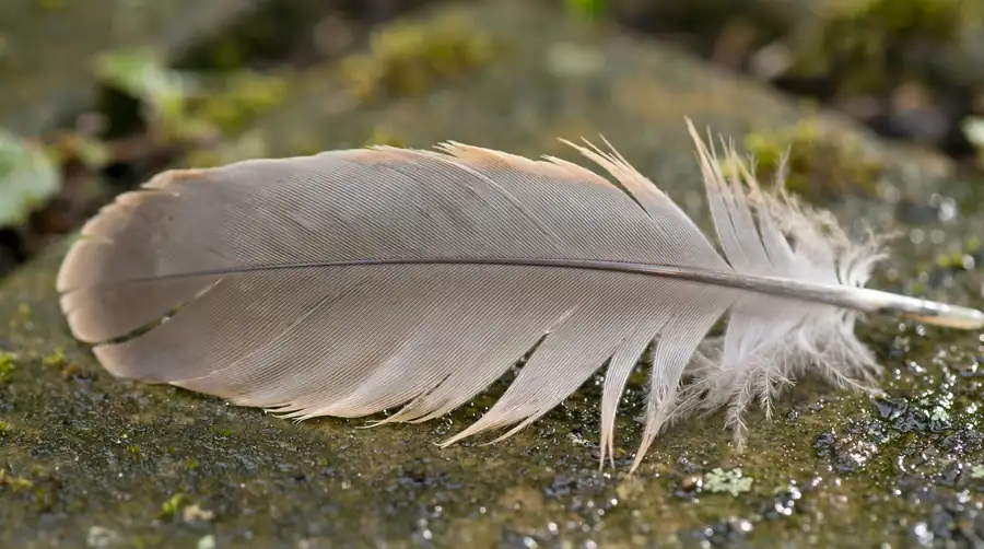 Single grey and buff mourning dove feather lying on a damp garden stone