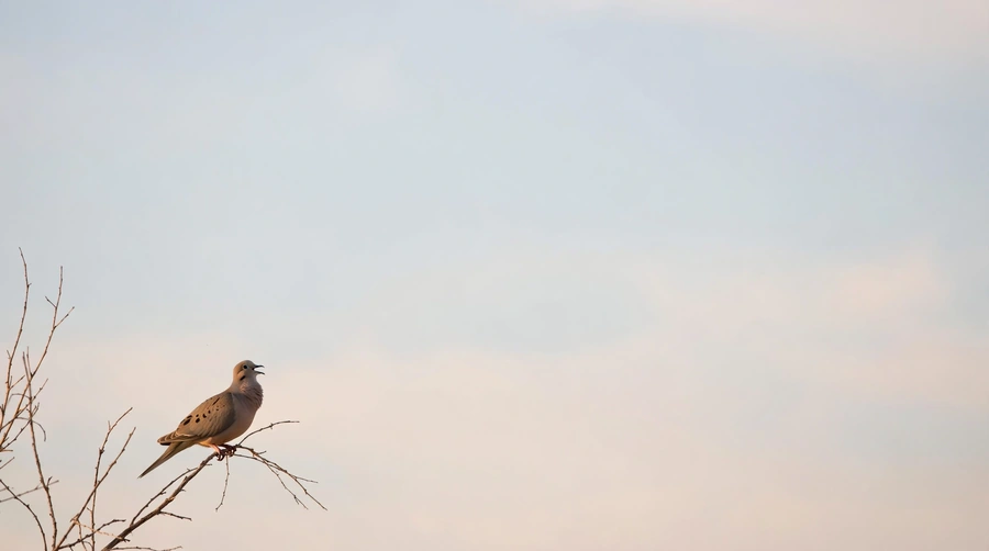 Mourning dove calling alone from a bare high branch against a pale sky