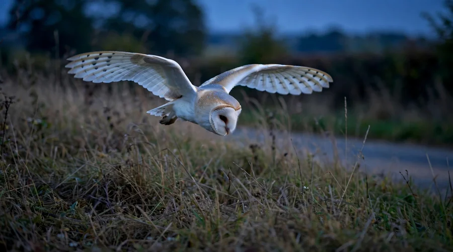 A barn owl flying low over long rough grass at dusk with its head angled down, hunting — owl flying in front of you spiritual meaning