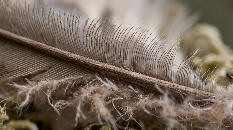 Close-up of an owl flight feather showing the comb-like fringe that silences flight