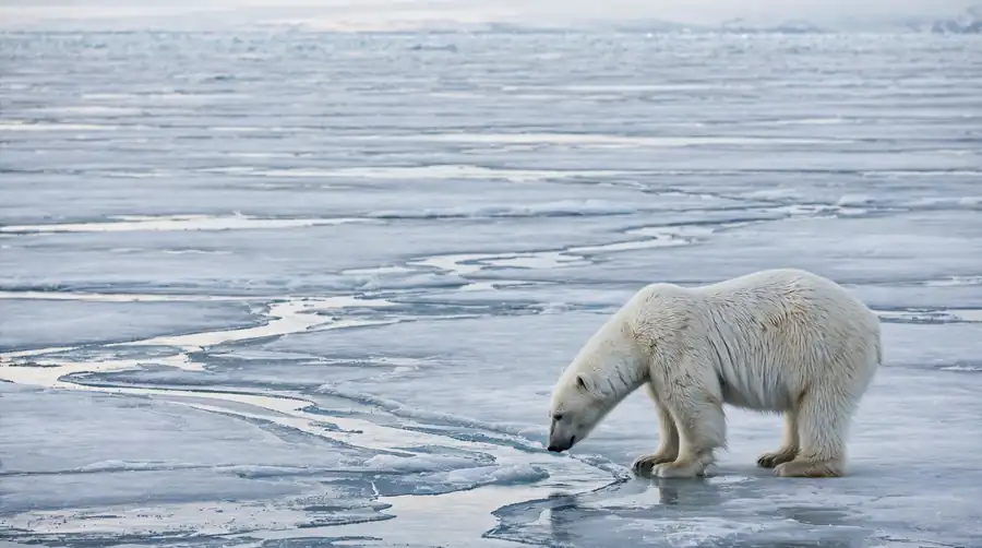 A polar bear standing on a broad sheet of sea ice marked with meltwater channels