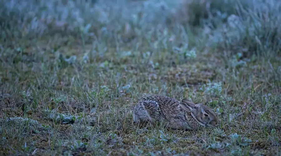 Rabbit pressed low and completely still in grass using its freeze response