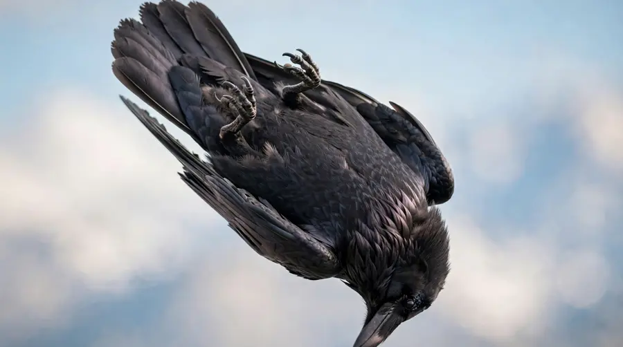 A raven tumbling in mid-air with its body inverted and wings partly folded, in acrobatic play flight