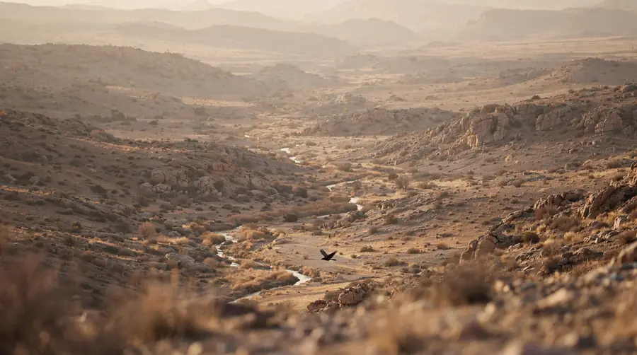 Raven flying over a dry desert valley Raven in flight above a dry rocky valley with a narrow stream below.