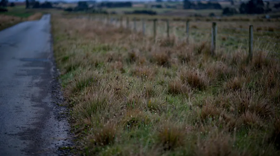 A wide strip of long tussocky grass beside a rural road with no hedge, the habitat owls hunt