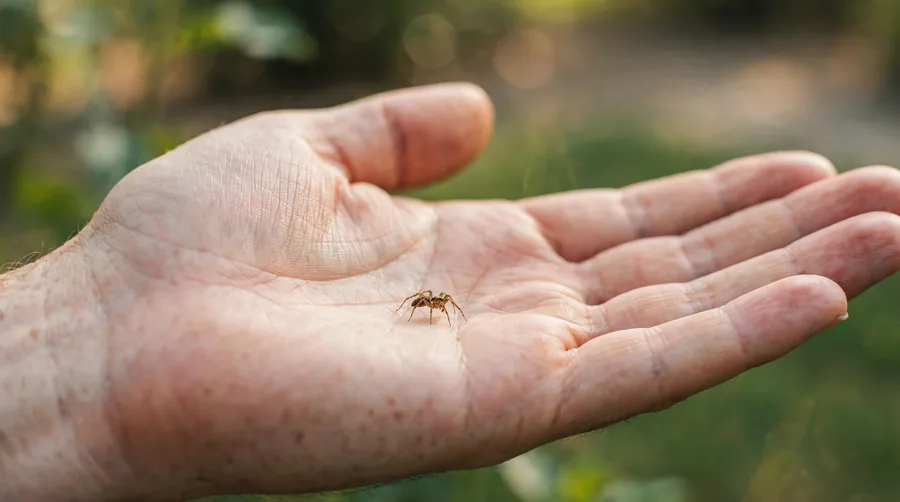 Tiny spider walking across a person's open upturned palm.