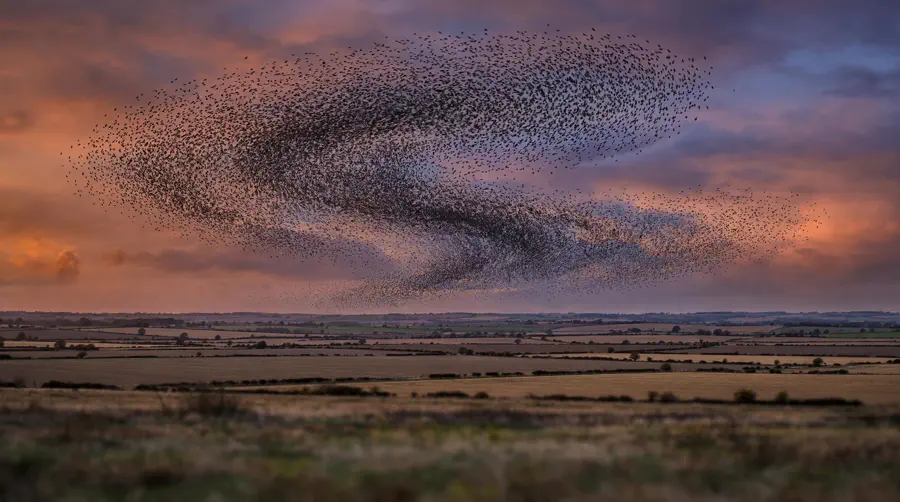 Thousands of starlings forming a shifting murmuration cloud at dusk