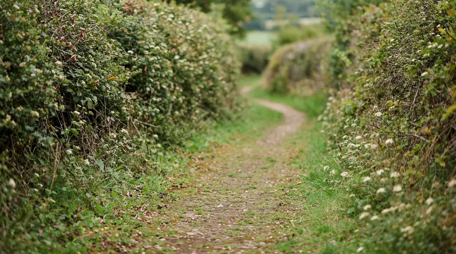 An empty footpath photographed looking back the way it came, with no bird following